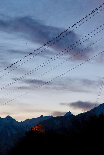 les oiseaux se cachent.... pour dormir