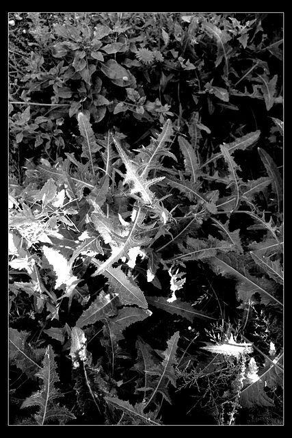 Leaves at Birling Gap 10 8 2021 mono