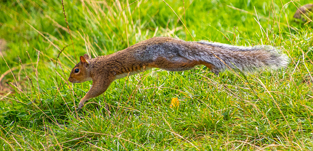 Squirrel at full speed