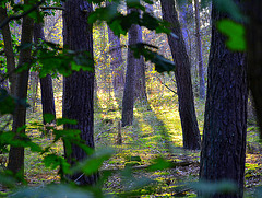 Forest light today 15.41 hour
