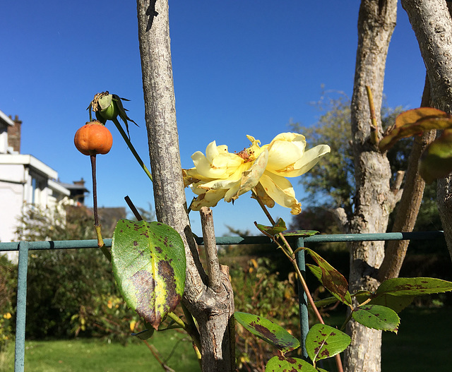 Fleur et fruit