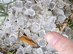 Hail from early this morning