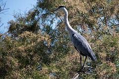 20150518 7867VRTw [R~F] Graureiher (Ardea cinerea), Parc Ornithologique, Camargue