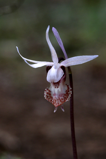 Western Fairy Slipper