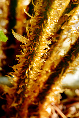 Hairy Fern