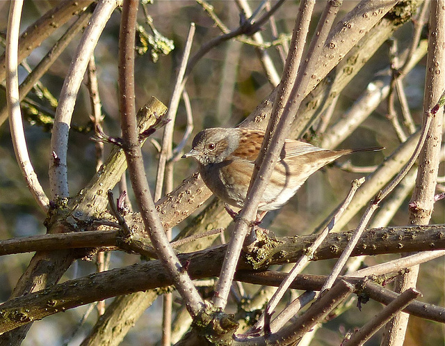 Accenteur mouchet (Prunella modularis)  (Dunnock)