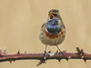 20180403 3385CPw [D~AUR] Blaukehlchen (Luscinia svecica), Leybucht, Greetsiel