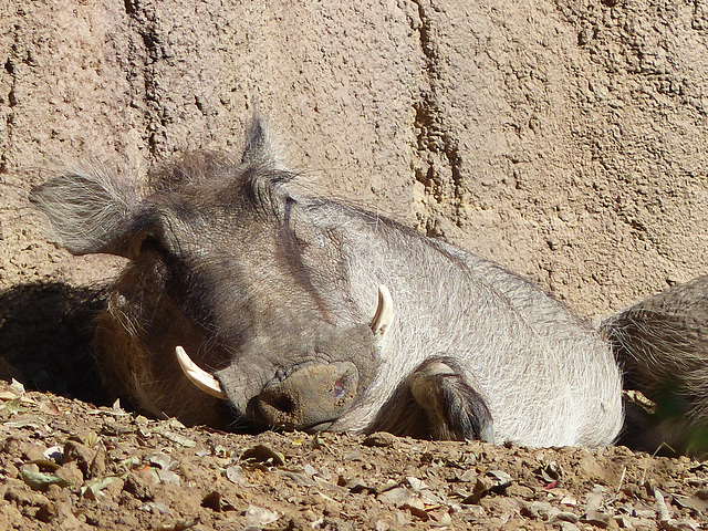 Dallas Zoo (9) - 15 November 2019