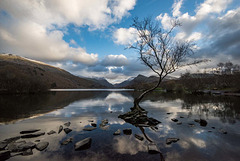 The lone tree, Lake Padarn2.