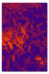 Leaves at Birling Gap 10 8 2021 violet orange grad