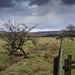 Along the fence line to the moors