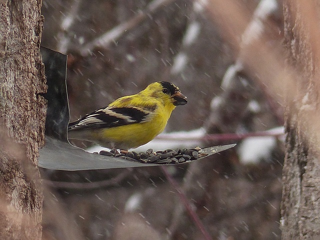 American Goldfinch in the snow