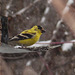 American Goldfinch in the snow