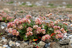 Alpine Buckwheat