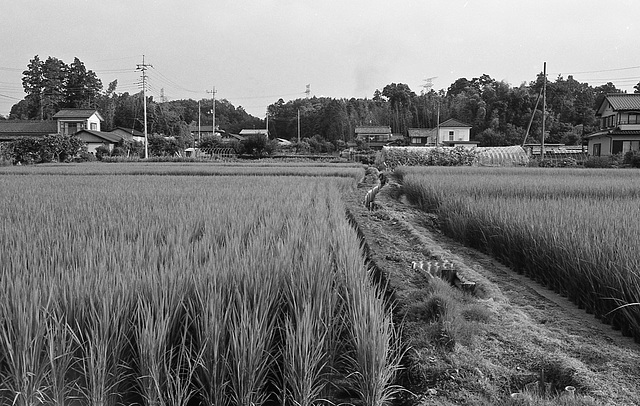 Paddy fields