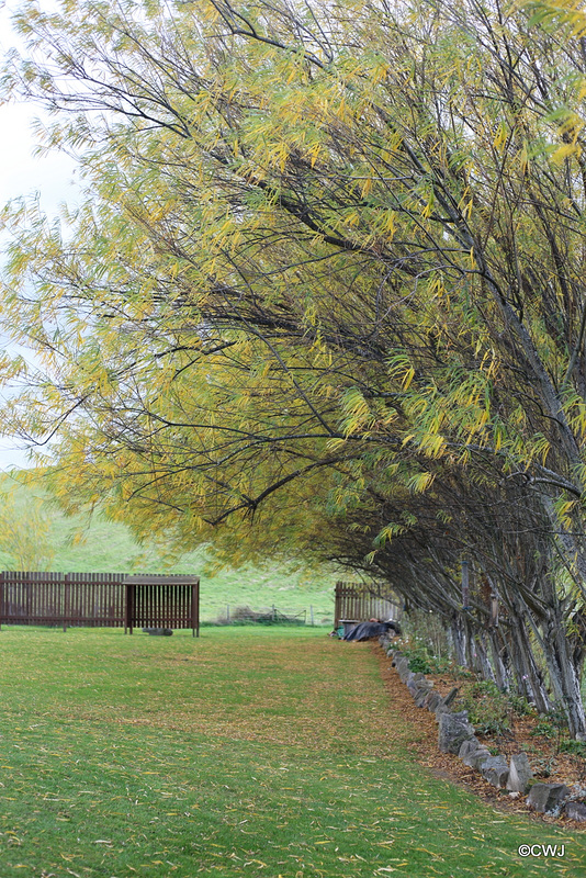 Autumn leaves are falling