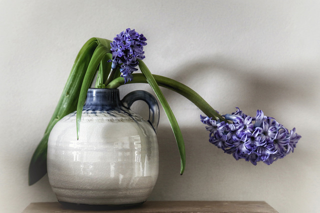 hyacinth 1