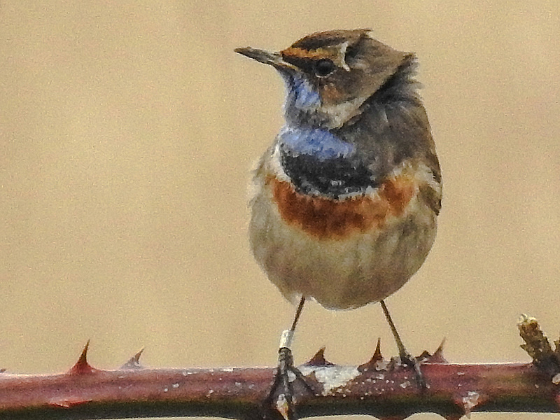 20180403 3386CPw [D~AUR] Blaukehlchen (Luscinia svecica), Leybucht, Greetsiel