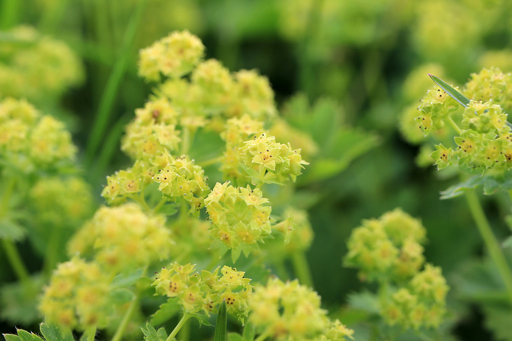 Blüten vom Frauenmantel (Alchemilla)