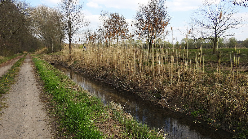 20190410 4780CPw [D~PM] Schilf (Phragmites australis), Reckahner Fischteiche, Reckahn, Kloster Lehnin