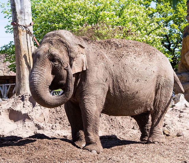 Elephant throwing soil 2.