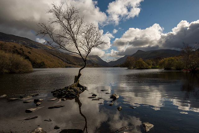 The lone tree, Llyn Padarn