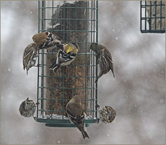 Goldfinches and pine siskins in today's dwy of snow