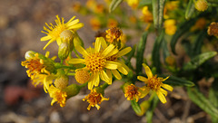 Dittrichia viscosa, Torre d'Aspa