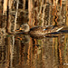 Canard colvert (femelle)