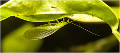 IMG 9740 Lacewing