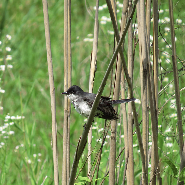 Eastern kingbird