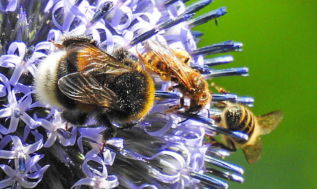 20230716 2184CPw [D~LIP] Kugeldistel, Dunkle Erdhummel (Bombus terrestris), Gelbbindige Furchenbiene, Honigbiene, Bad Salzuflen