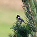 Coal Tit