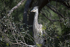 20150518 7869VRTw [R~F] Graureiher (Ardea cinerea), Parc Ornithologique, Camargue