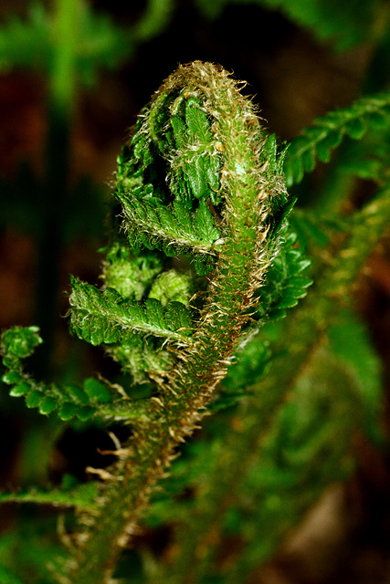 Ferns and Fronds