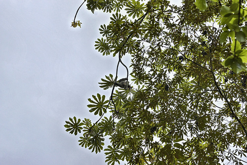 Slothful Camouflage – Rainforest Adventures Costa Rica Atlantic, Guápiles, Limón Province, Costa Rica