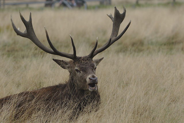 EF7A0119Reddeer