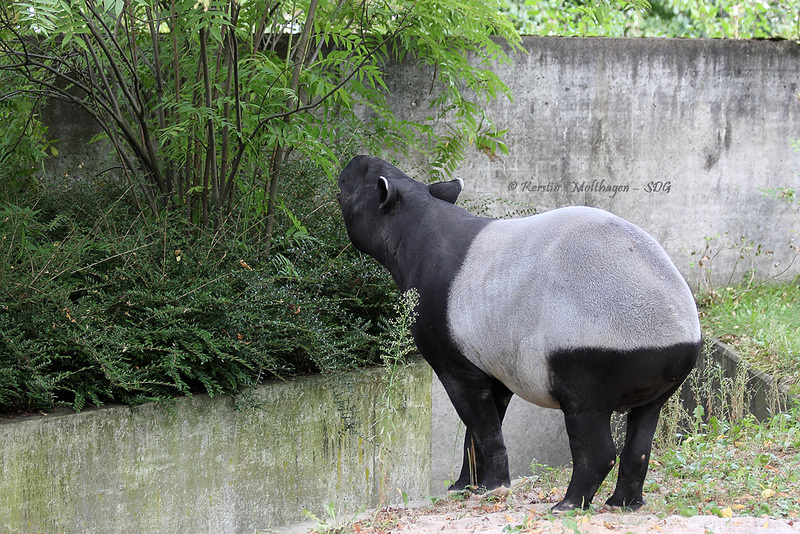 Tapirmann Thai V (Wilhelma)