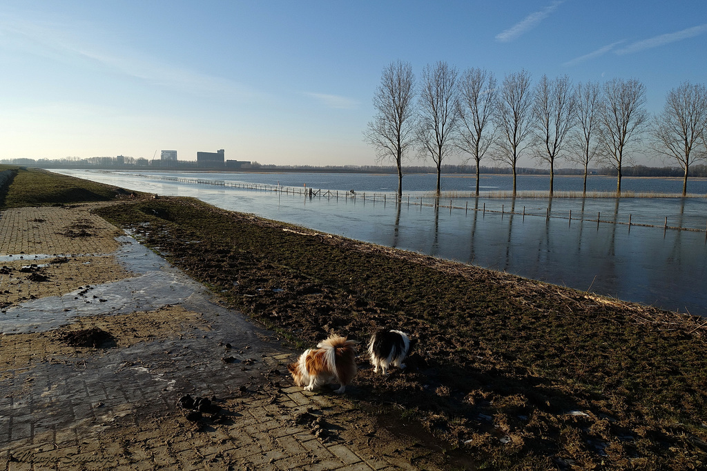 7 februari de kleintjes