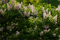 Lilacs