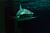 Meeres Auquarium Zella-Mehlis