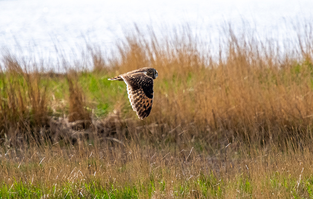 Short eared owl