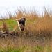 Short eared owl