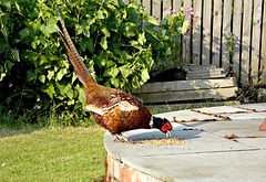 Pheasant's breakfast time