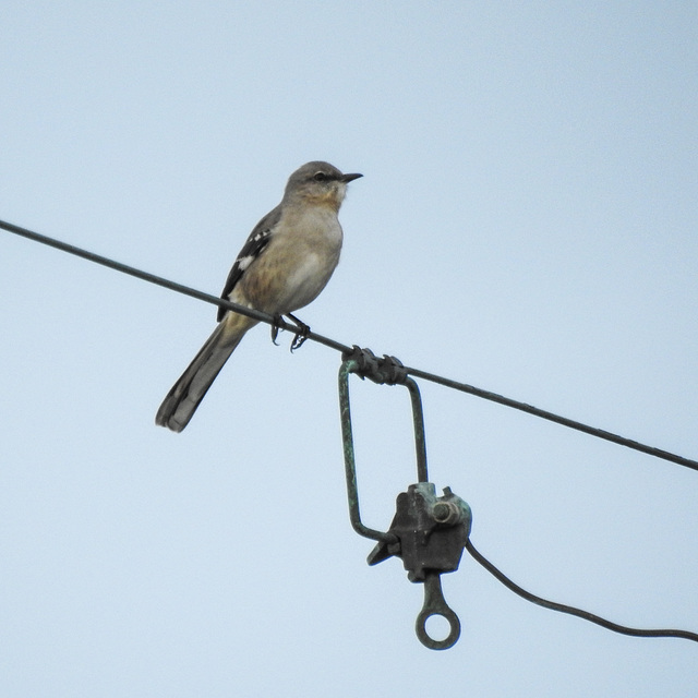 Day 2, Northern Mockingbird, near Pelican Bay Resort