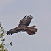 20190410 4781CPw [D~PM] Rotmilan (Milvus milvus), Reckahner Fischteiche, Reckahn, Kloster Lehnin