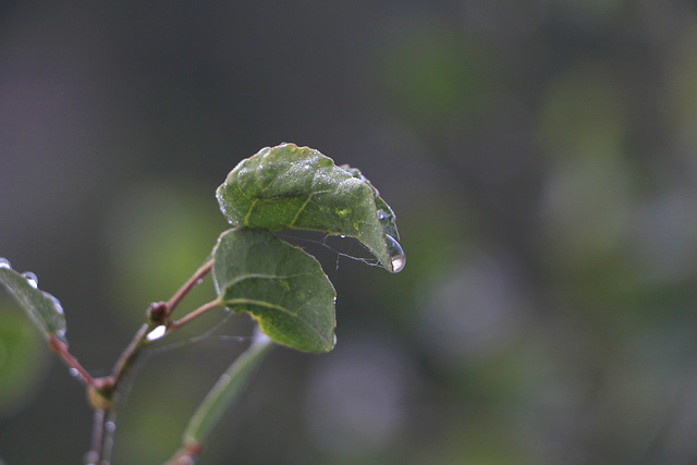 Water Drops on Aspen Leaves