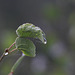 Water Drops on Aspen Leaves