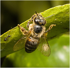 IMG 9750 Honey Bee