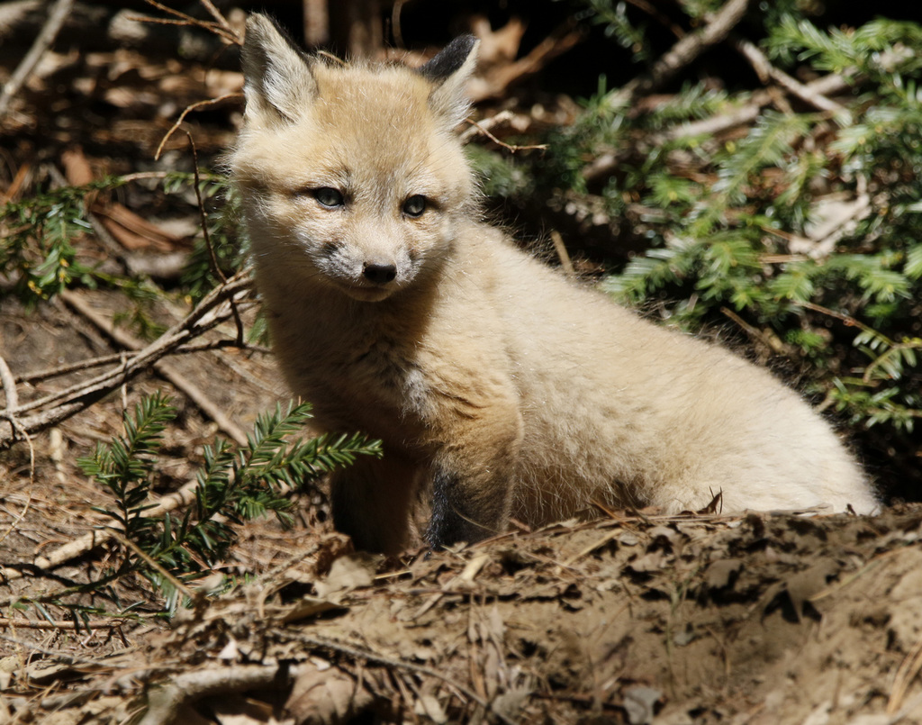 renardeau / little fox